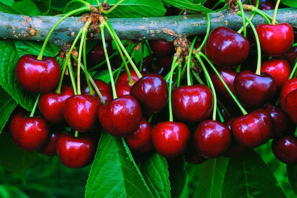 Cherries